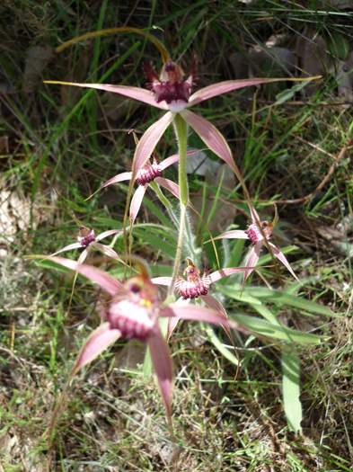 Caladenia - spider orchid wireless_hill_082.JPG